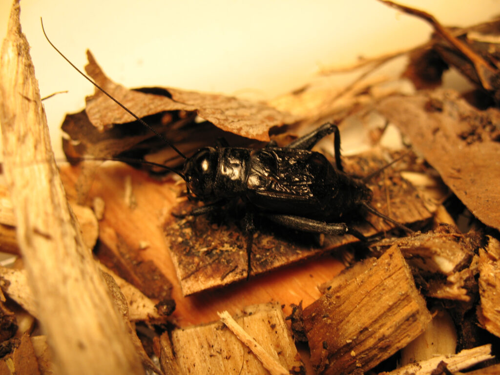 Gryllus pennsylvanicus male