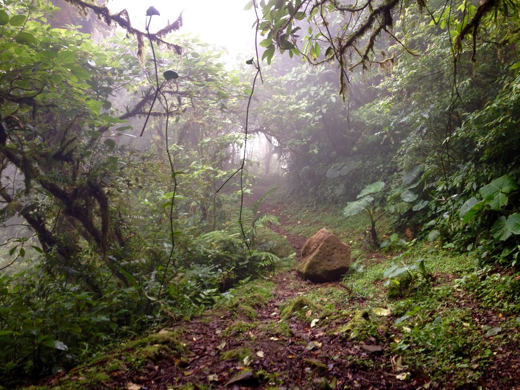 A Forest Reserve
