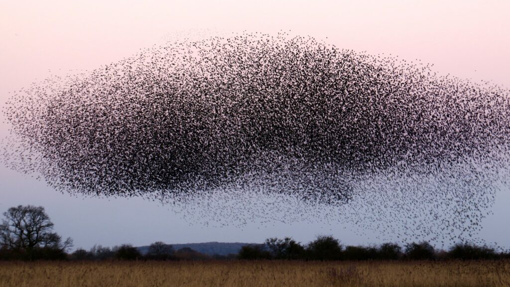 a large flock of birds flying over a field