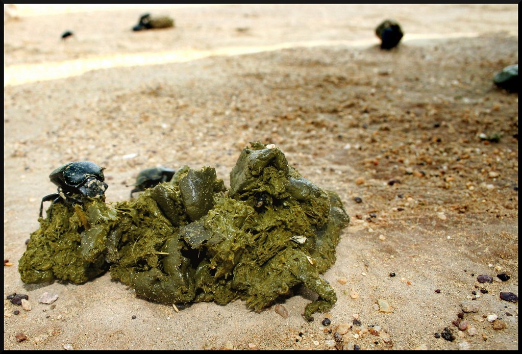 Dung Beetle Fury