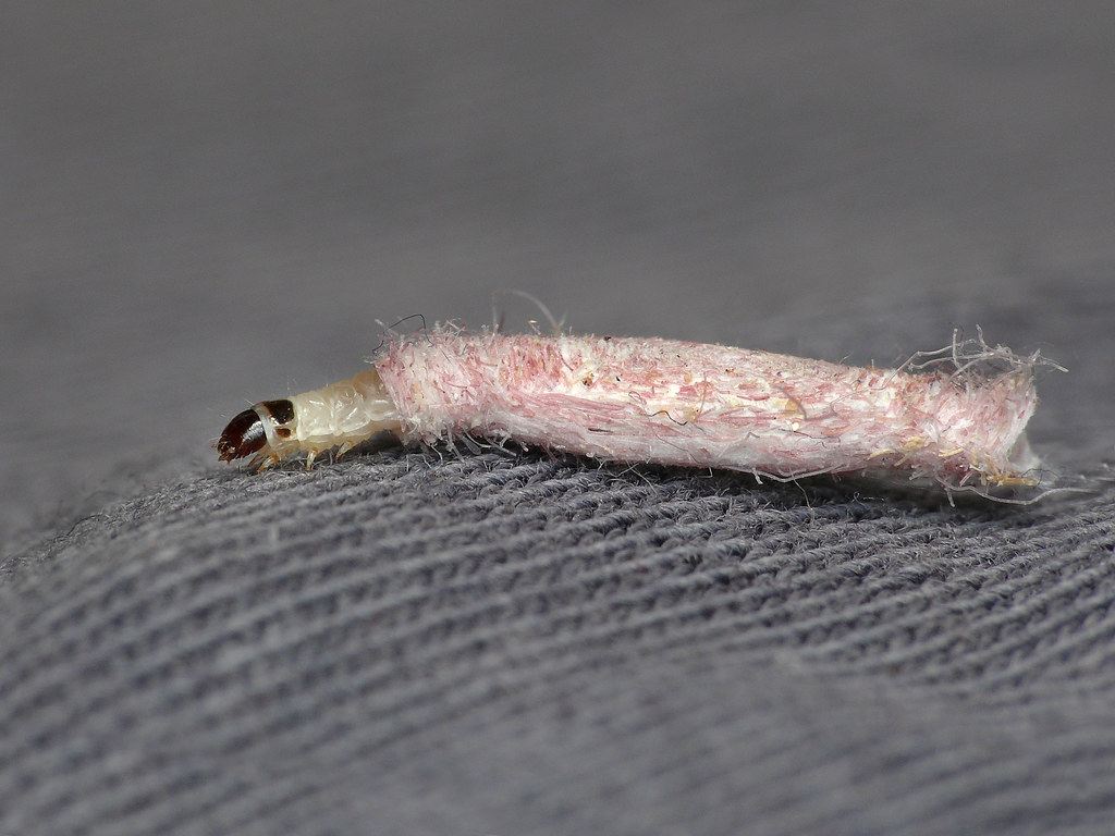  Case-bearing Clothes Moth, Tinea pellionella, larva.