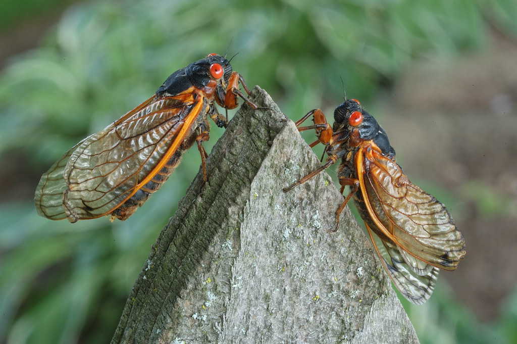 Two cicadas resting on a pine shaped rock