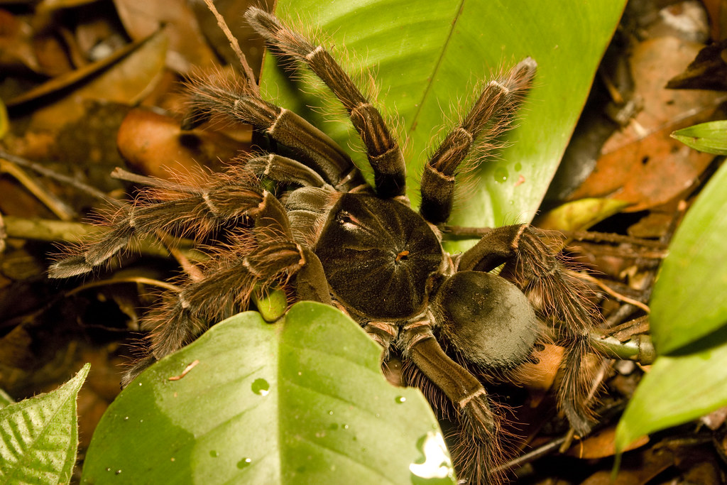 Goliath Tarantula on a forest floor