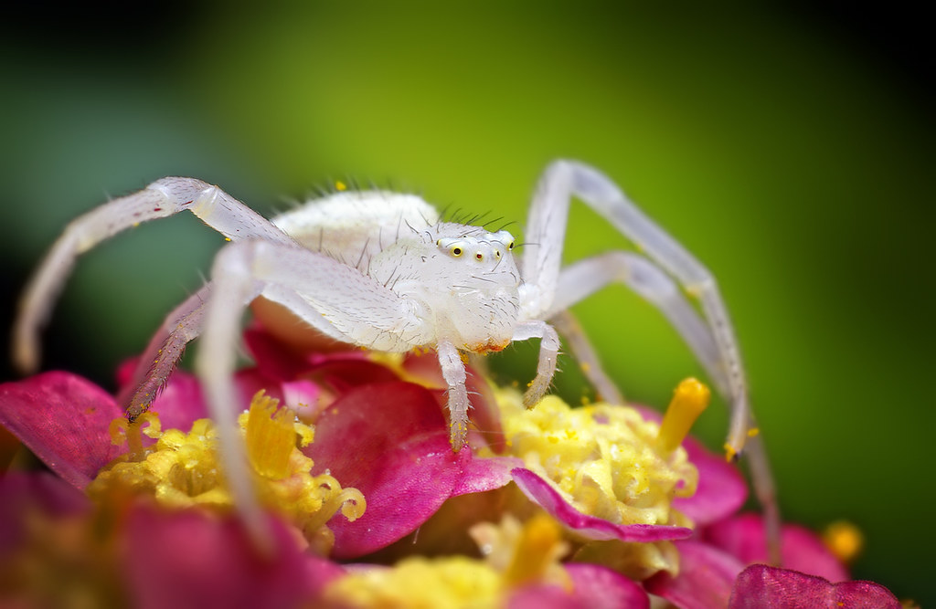 A crab spider on a pink flower