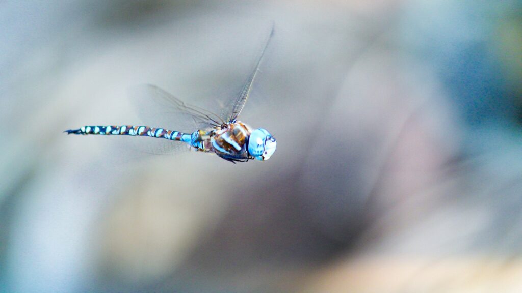 a dragon flys through the air with a blurry background