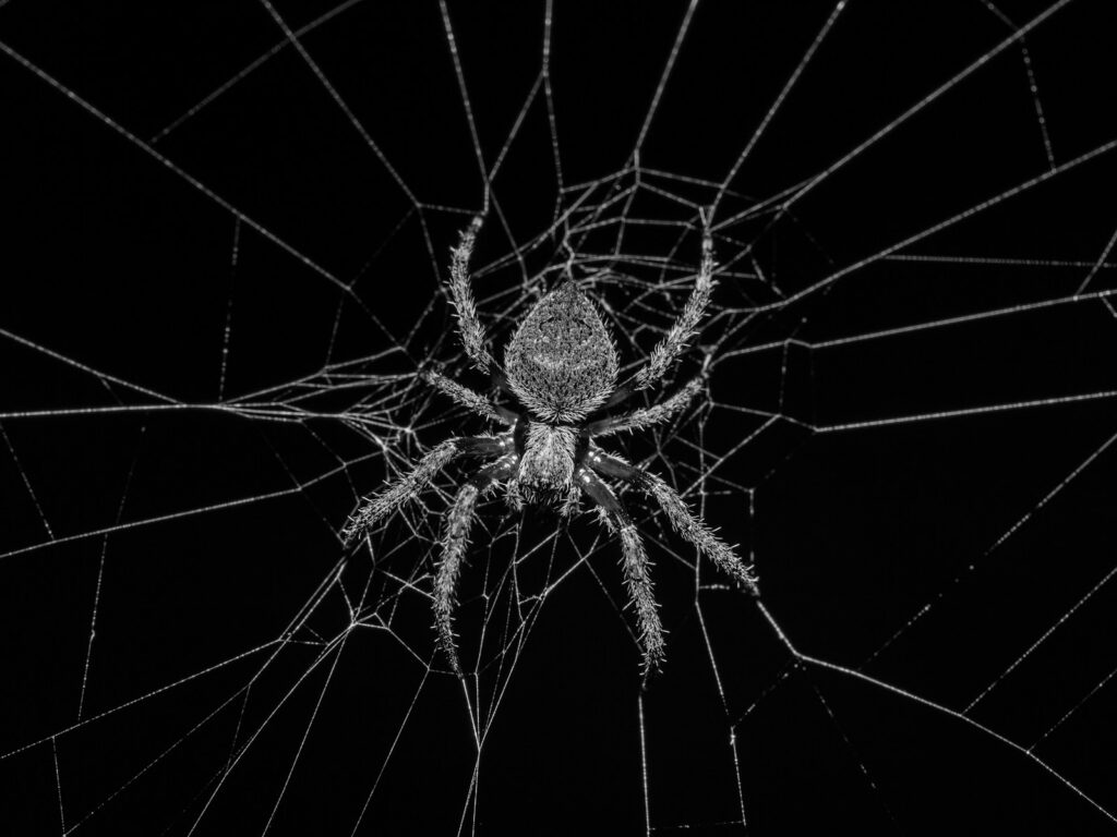 Grayscale photography of spider