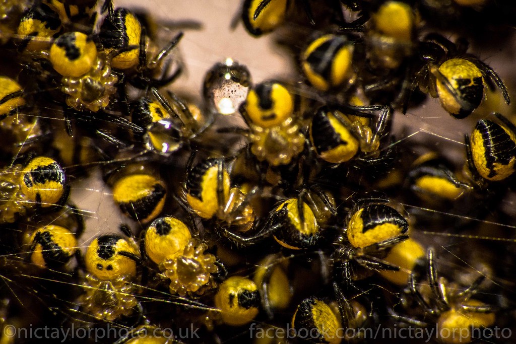 Spiderlings clustered together