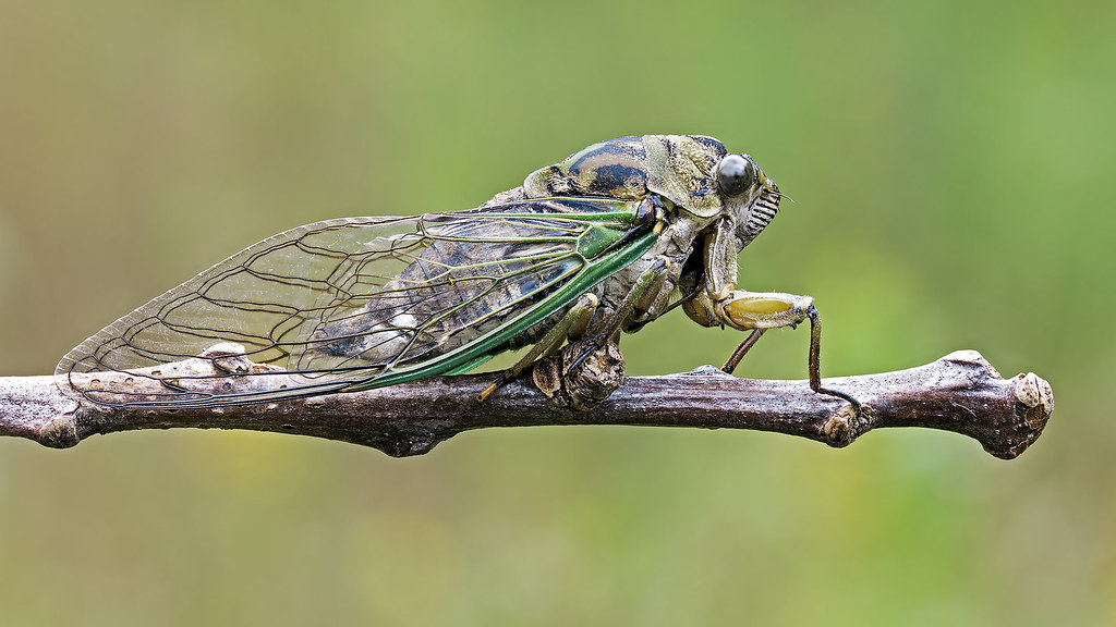 A macro-shot of a cicada on a plant branch.