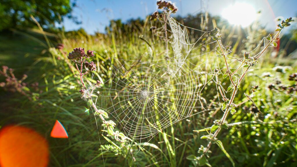 spider web on purple flower