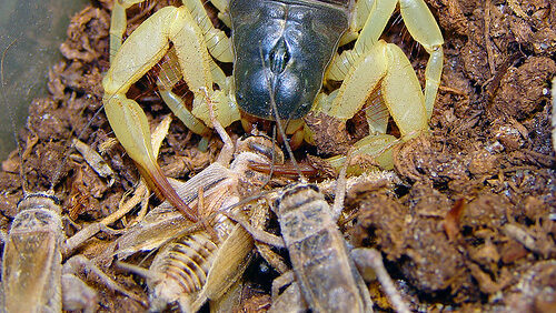 A scorpion on feeder crickets