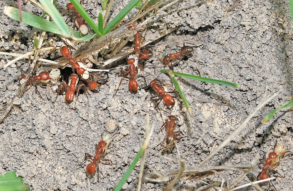 A group of amazon ants