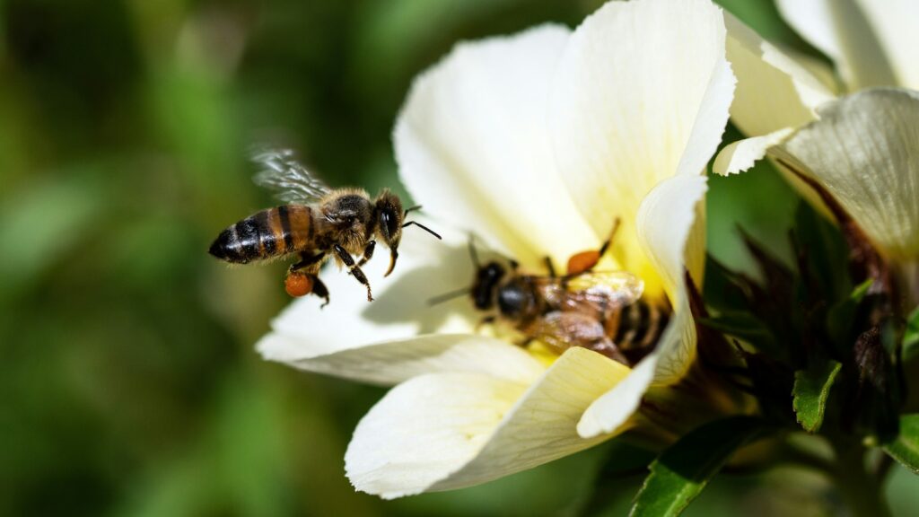 black and yellow bee on white flower