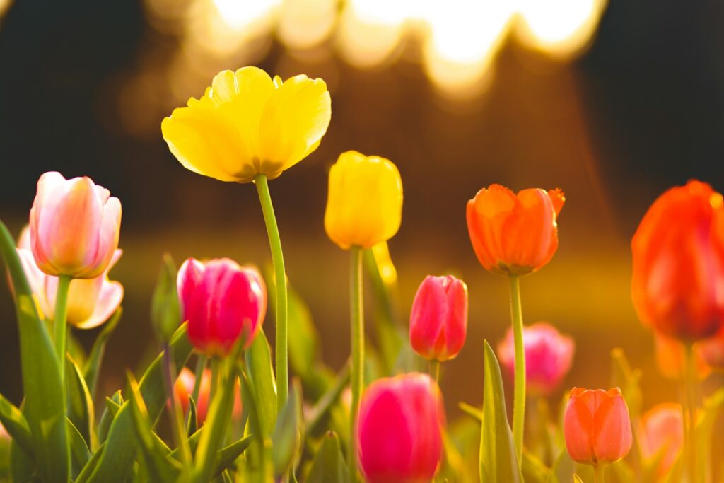 Macro shot photography of flower field