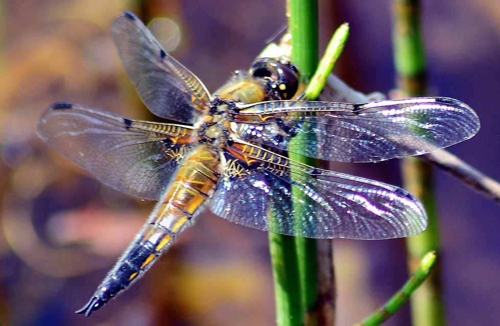 Dragonfly resting on a plant stalk