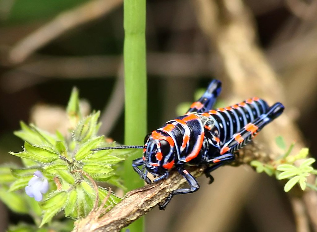 Dactylotum bicolor on a plant branch