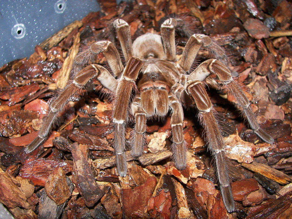 The biggest non-venomous spider in the world