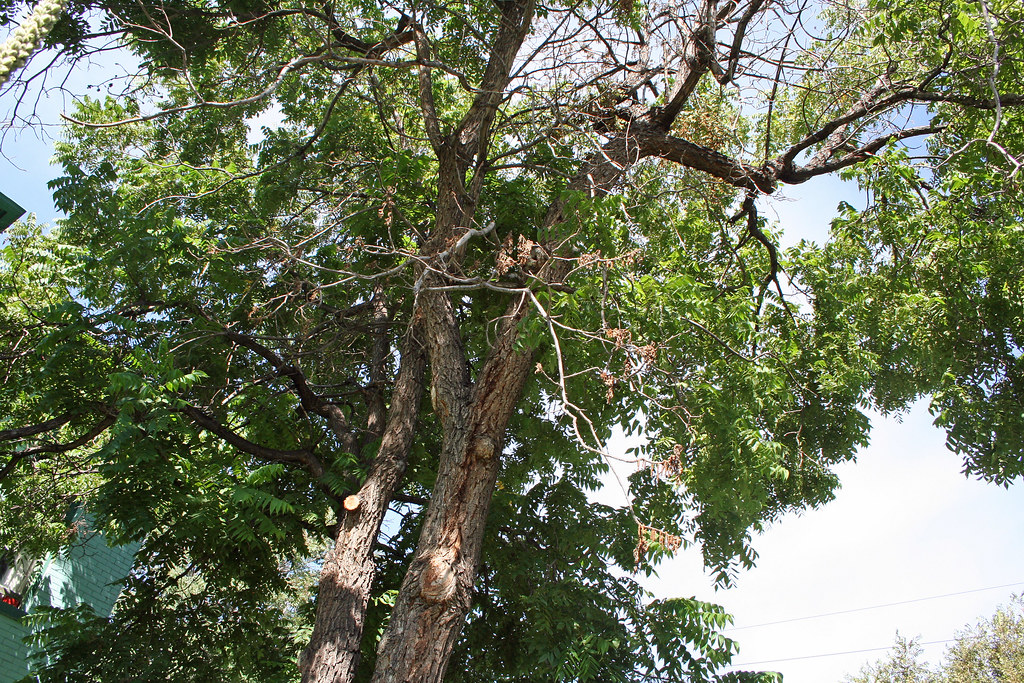 Black walnut tree and its fruits