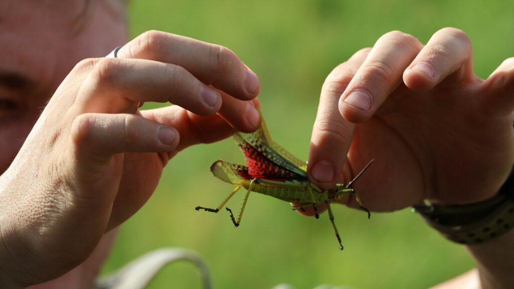 A close up of a person holding a grasshopper