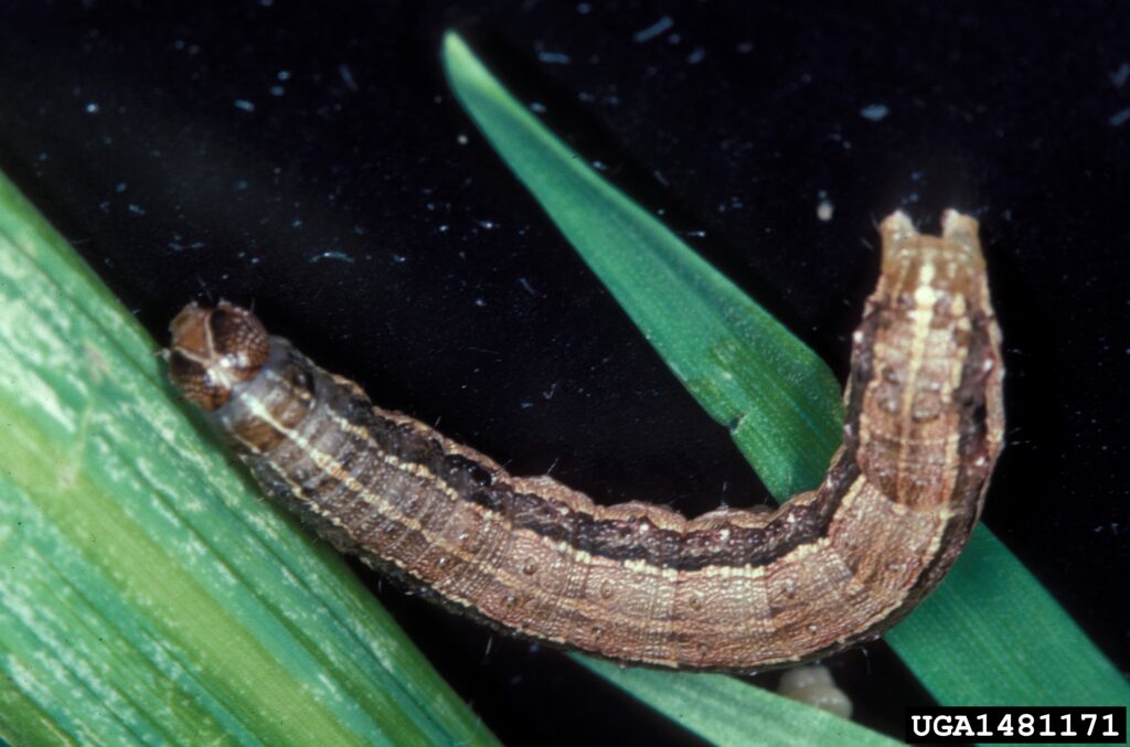 Spodoptera frugiperda caterpillar