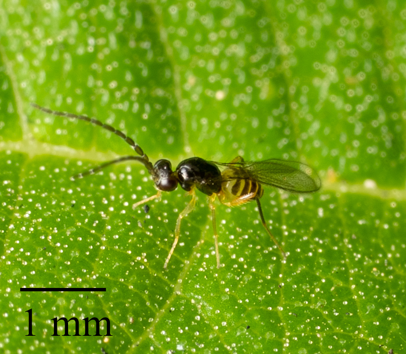 glassy-winged sharpshooter egg parasitoid