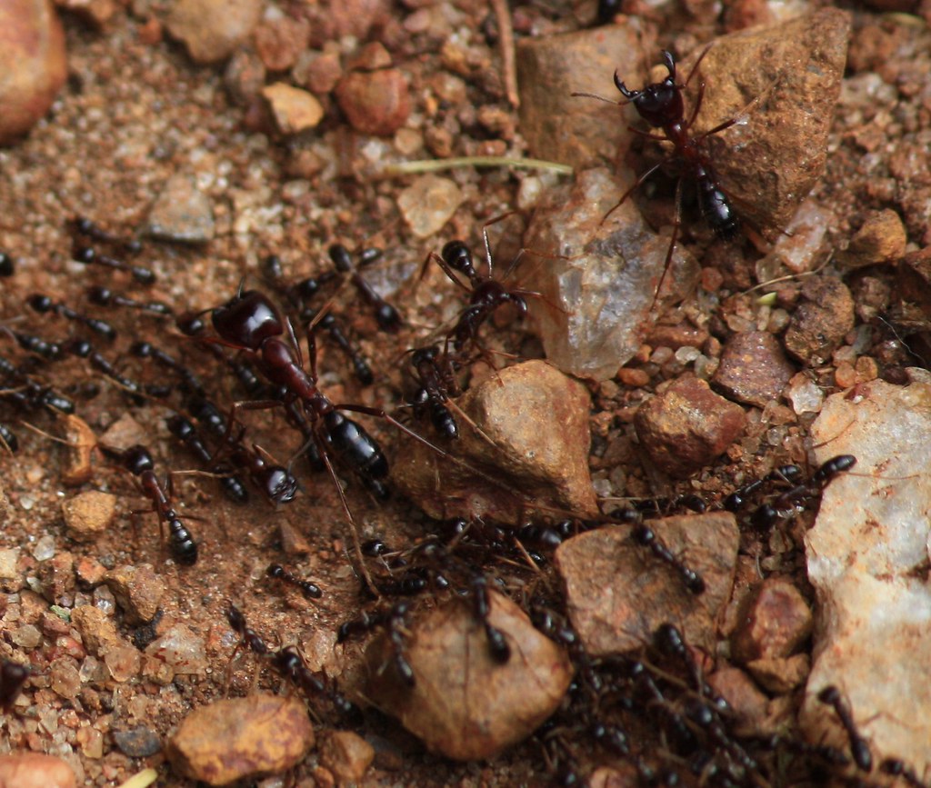 Dorylus species (driver or safari ants)