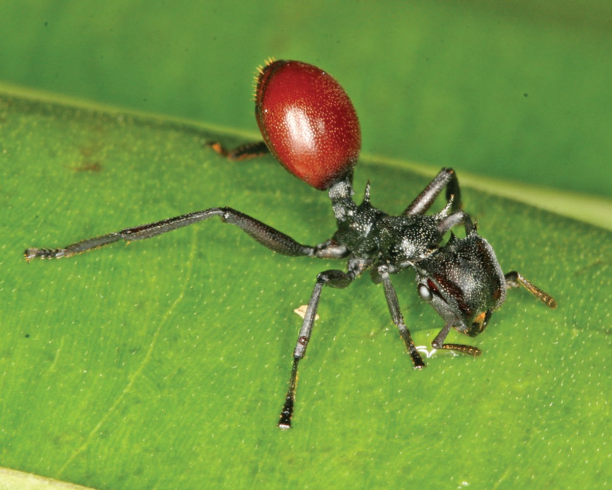 Cephalotes atratus infected with Myrmeconema neotropicum