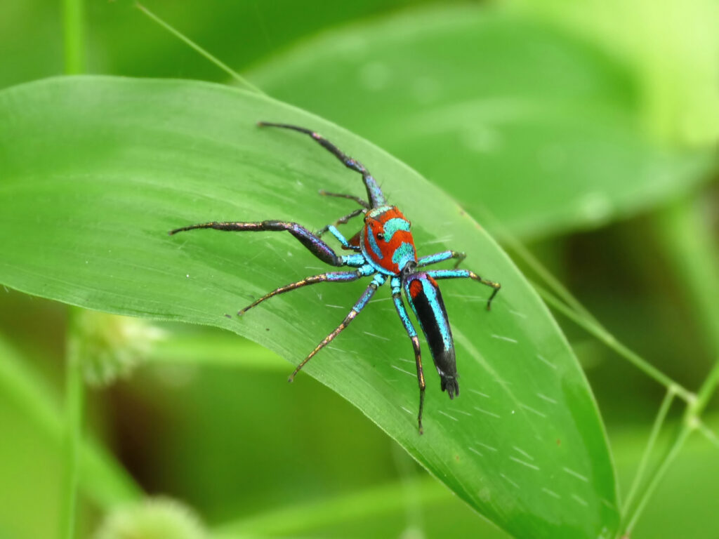 Jumping Spider-Chrysilla volupe