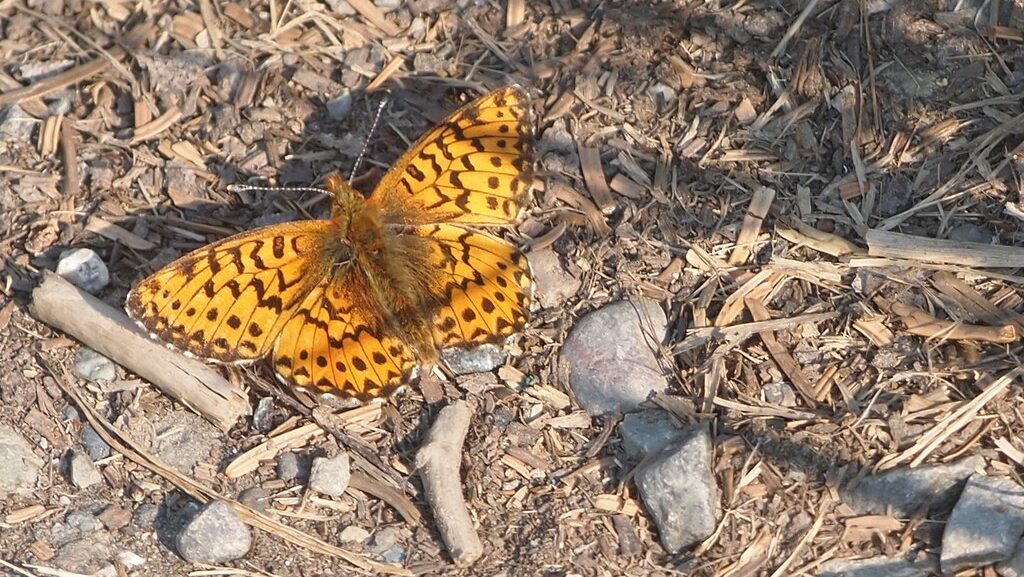 Arctic Fritillary (Boloria chariclea)