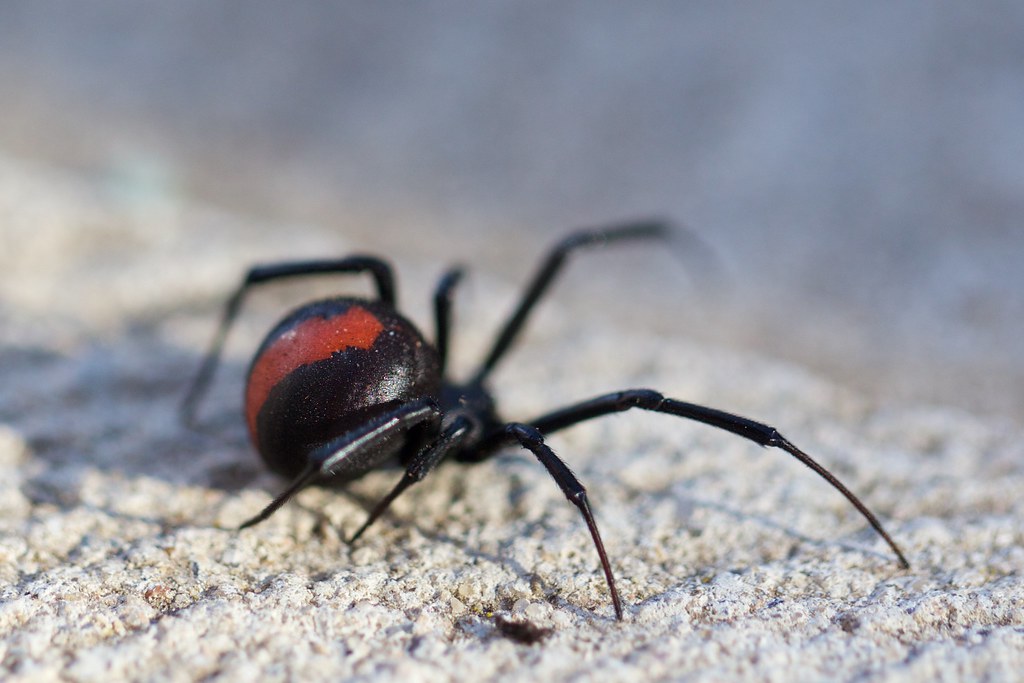 A red and black spider on a white sandy surface