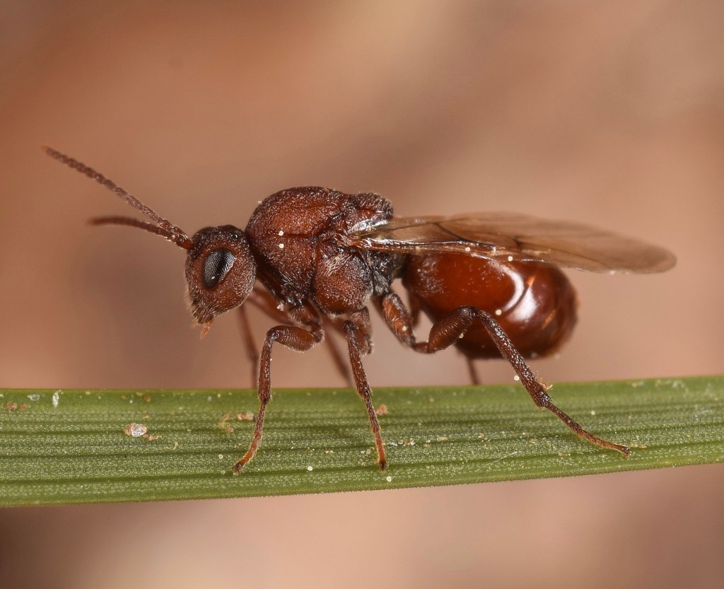 Gall Wasp - Cynipidae