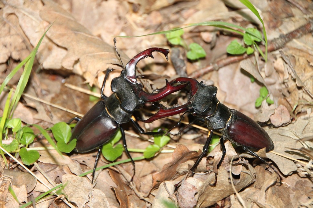 Stag beetles fighting