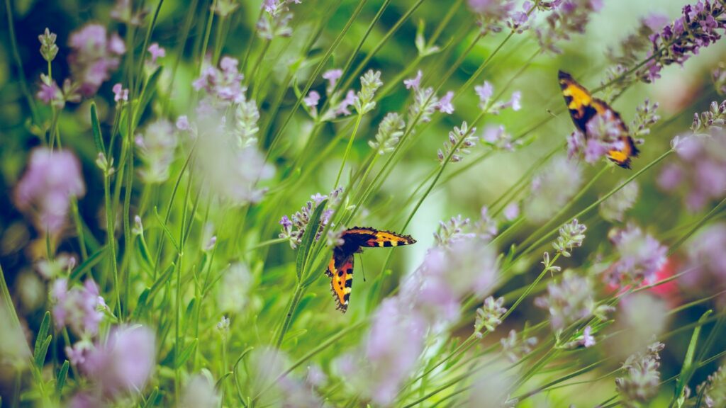 tilt shift photography of butterflies