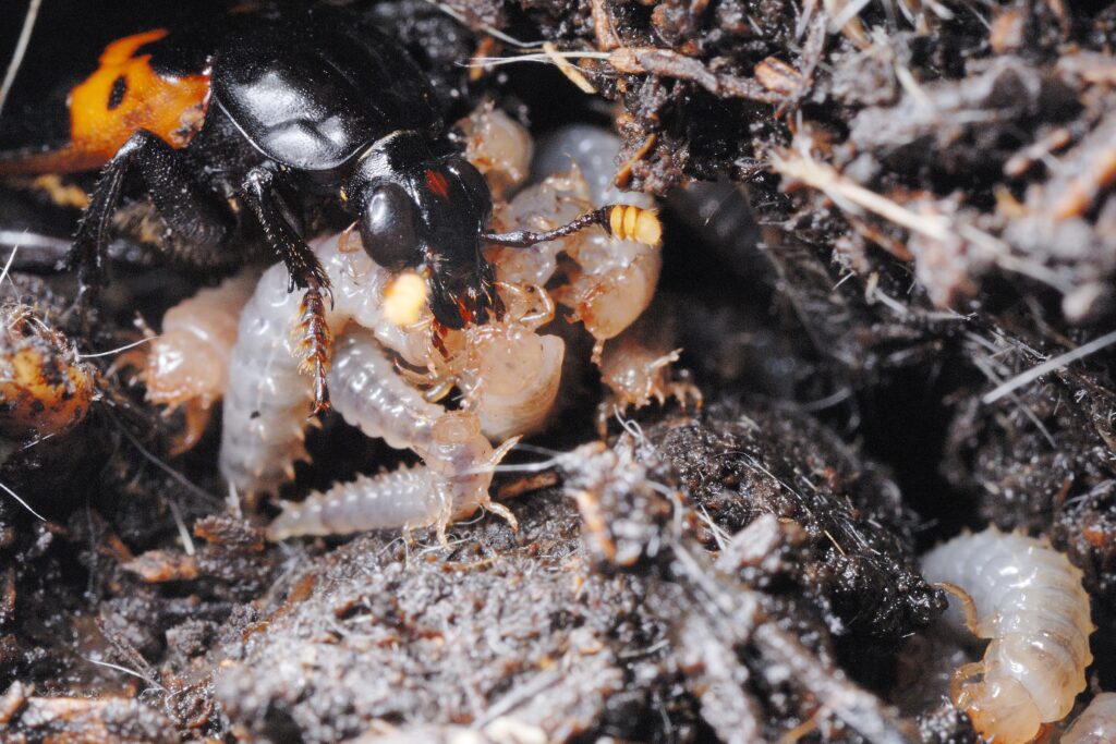 An adult burying beetle and its larvae