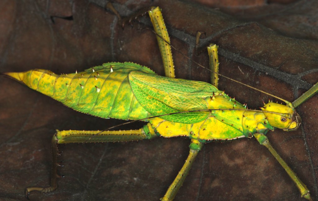 A Jungle nymph on an amber colored leaf