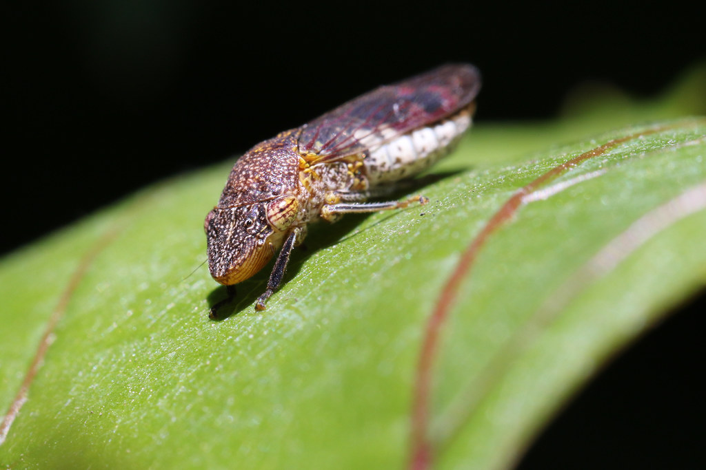 Homalodisca vitripennis on a leaf