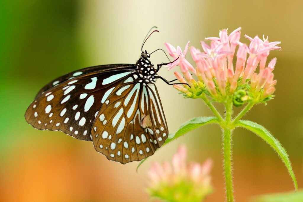 shallow focus photography of black and white butterfly on a pink flower