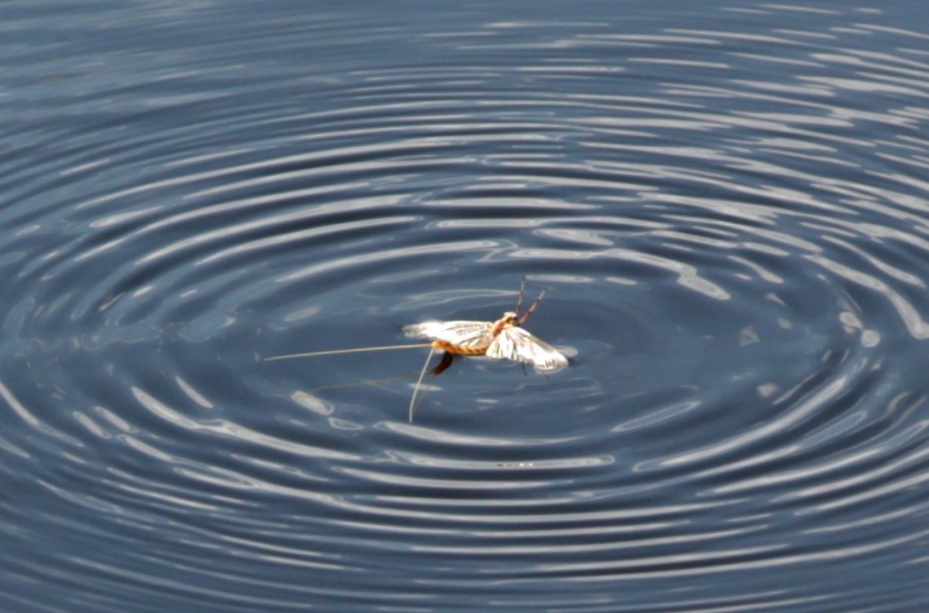A mayfly on a water body