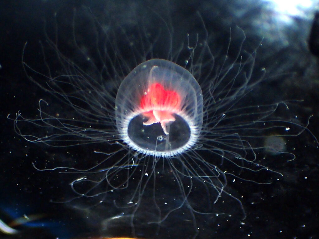 Turritopsis dohrnii in the dark