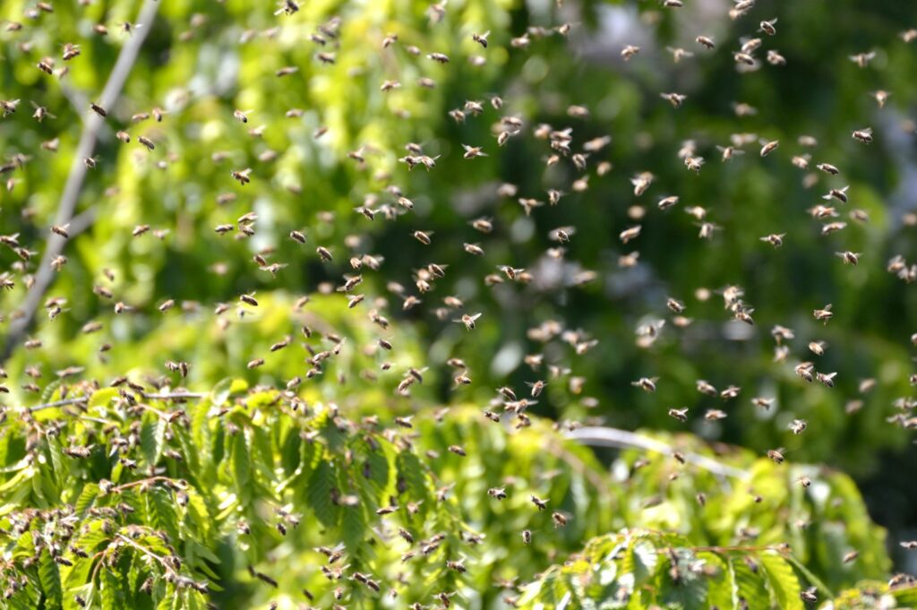 Green plants and bees in close up photography