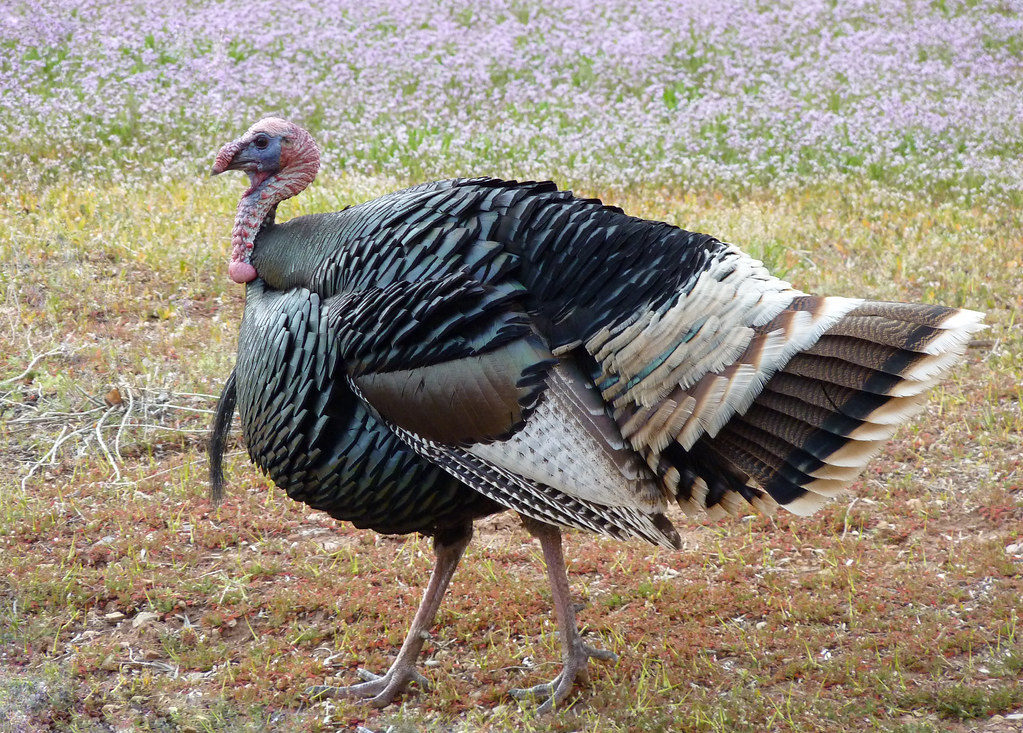 A wild turkey in a field