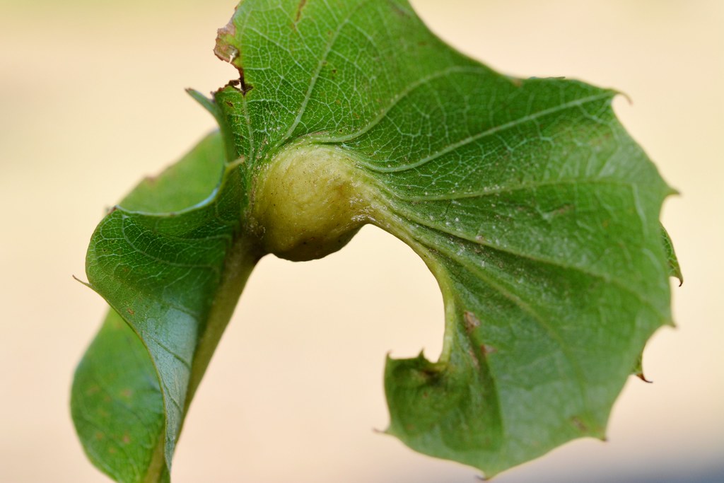 A leaf curved around a gall wasp