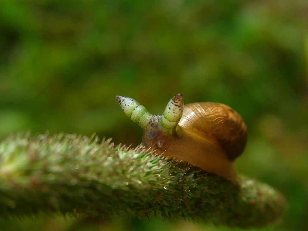 Leucochloridium paradoxum