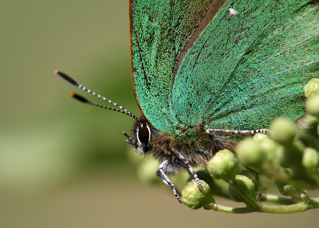 Green Hairstreak (Callophrys rubi)