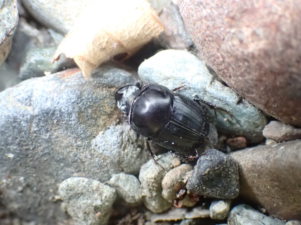 Bull-headed dung beetle (Onthophagus taurus), the strongest of the horned dung beetles and insects in the world