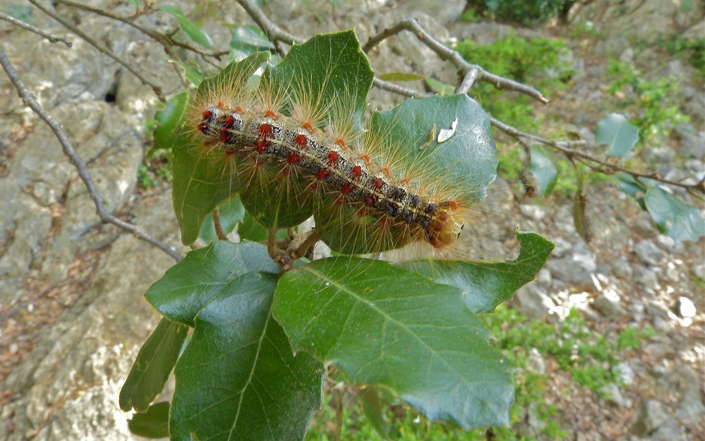 Gypsy moth caterpillar (Lymantria dispar) on a leaf