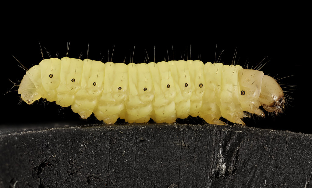 Galleria mellonella larva