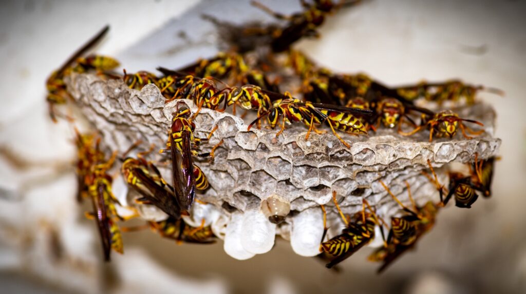 A group of paper wasps sitting on top of their nest