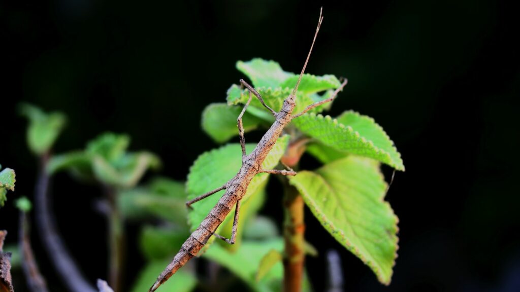 a bug on a leaf