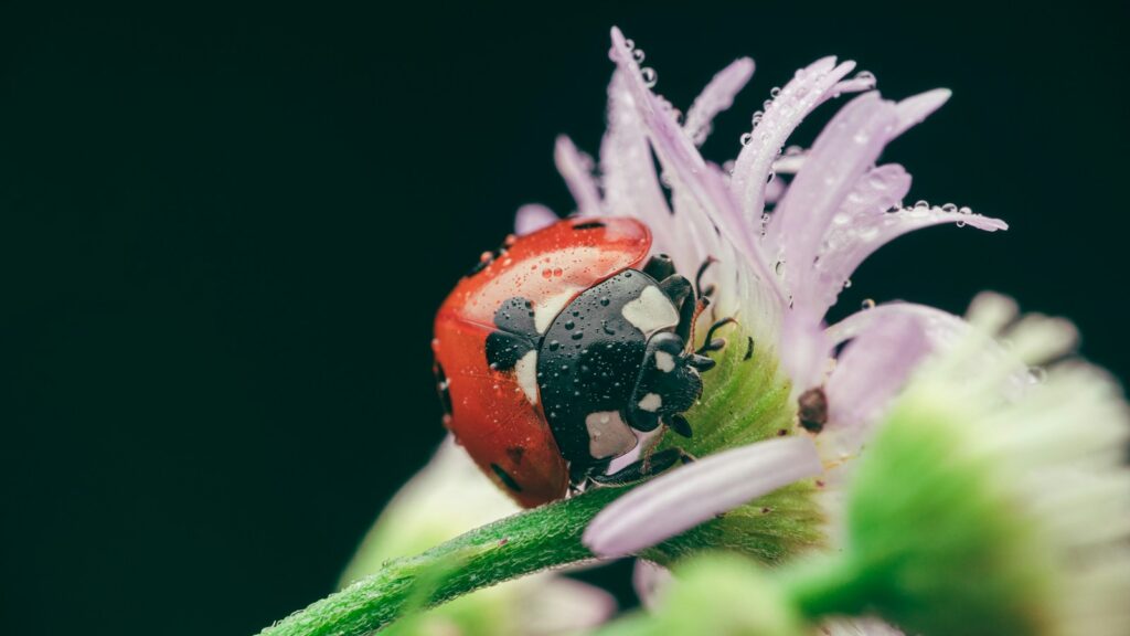 a lady bug sitting on top of a purple flower