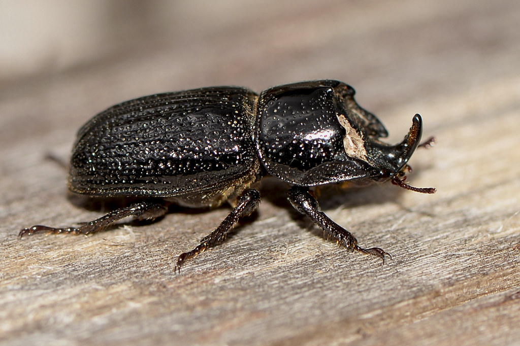 Rhinoceros beetle, capable of lifting up to 850 times their own body weight